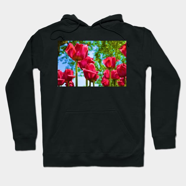 Red Tulips Hoodie by bgaynor